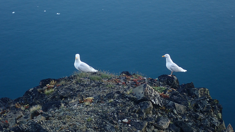 Sea birds on a cliff in Greenland
