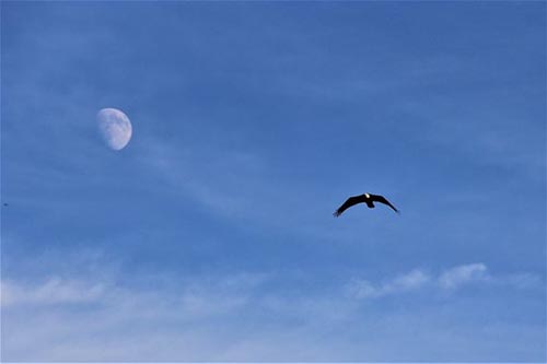 Eagle Flying over the Rock River, Watched by the Silvery Moon 