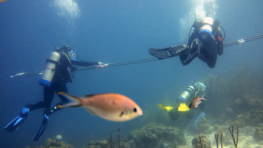 Undersea studying