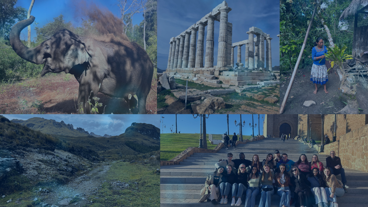 collage of the contest winning images.