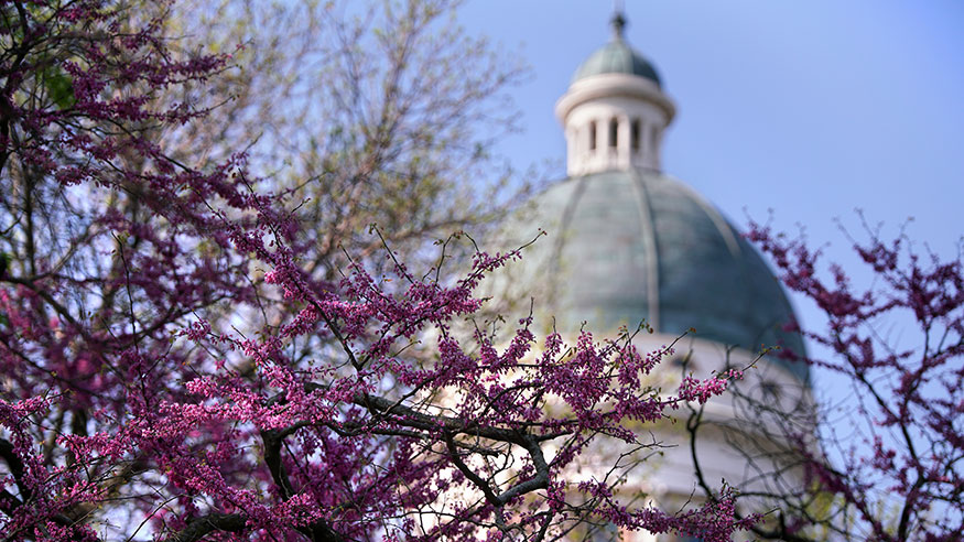 spring beauty