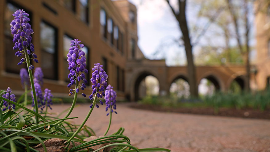 spring beauty