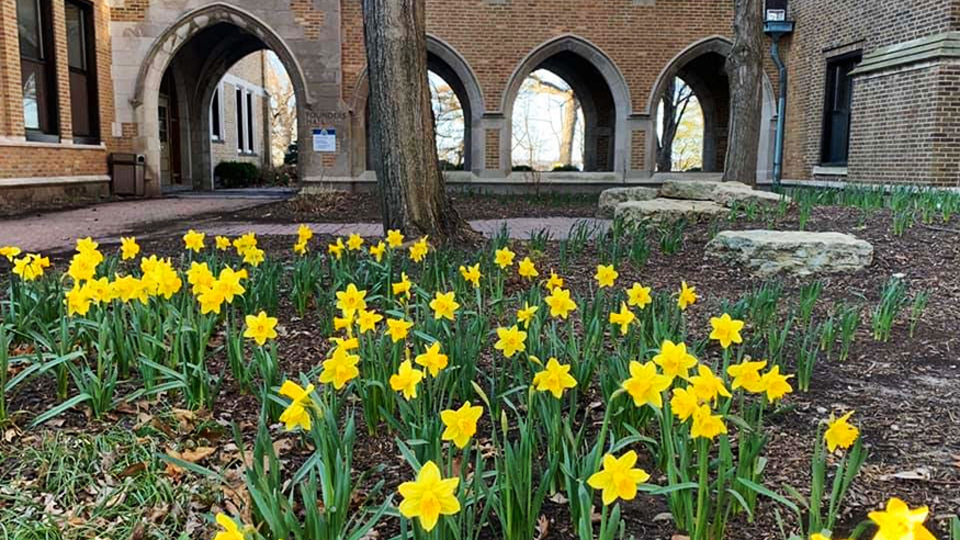 Daffodils and arches