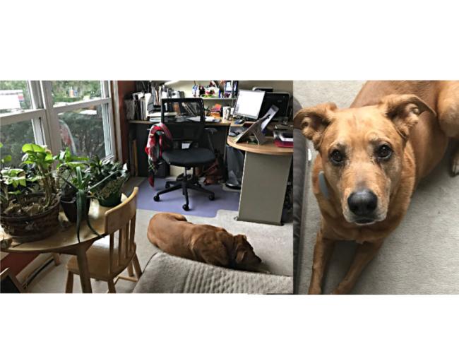 Left side picture, plant in the corner with desk in right background and dog laying on the floor. Right hand side has dog looking into photo. 