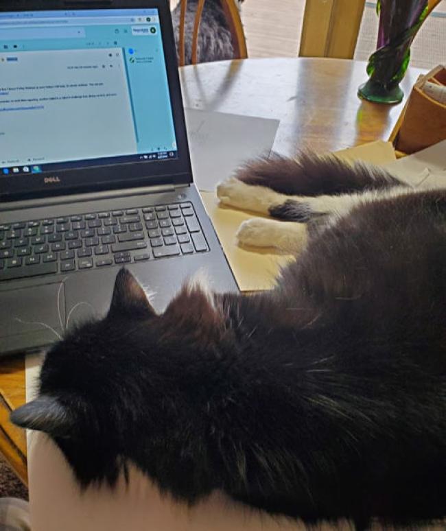 Kitty cat laying near latptop in the left hand corner.