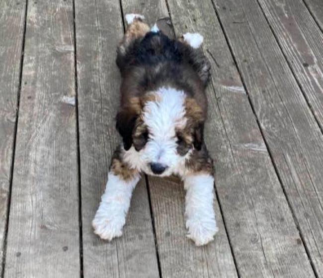 fluffy pupy with white, black and brown spots