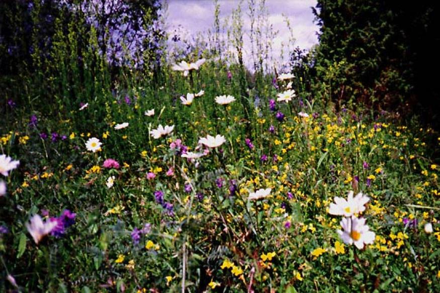 Scandinavian Midsommar Program 2018