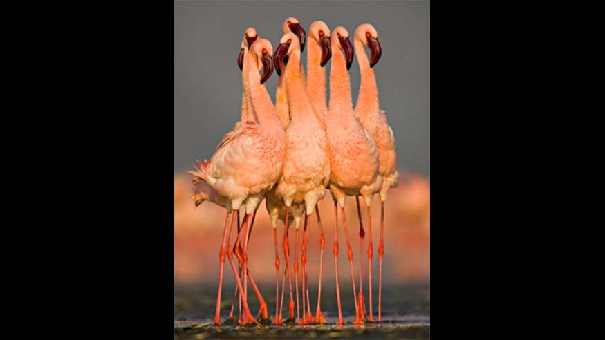 berd flamingo dance